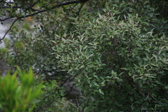 Maytenus acuminata acuminata