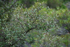 Maytenus acuminata acuminata