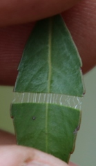 Maytenus acuminata acuminata