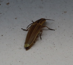 Semiotus ligneus image