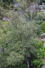 Maytenus acuminata acuminata