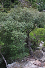 Maytenus acuminata acuminata