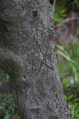 Maytenus acuminata acuminata