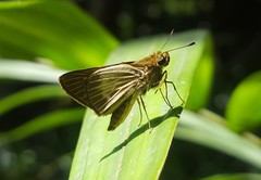 Parphorus pseudecorus