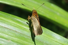 Parphorus pseudecorus