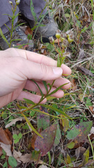 Solidago ptarmicoides
