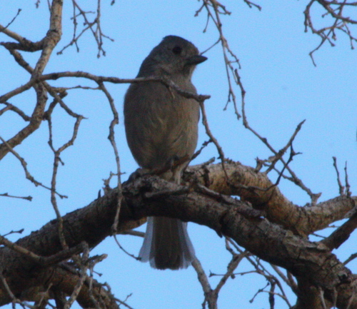 Baeolophus inornatus
