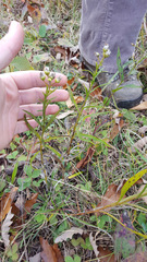 Solidago ptarmicoides