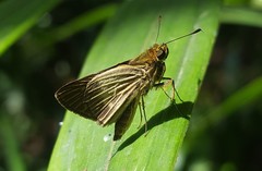 Parphorus pseudecorus