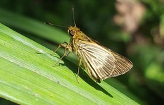 Parphorus pseudecorus
