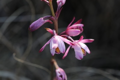 Eulophia hians hians