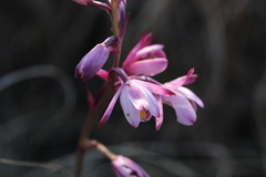 Eulophia hians hians