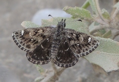 Hesperopsis alpheus
