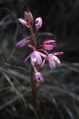 Eulophia hians hians