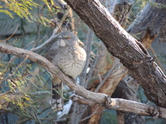 Toxostoma curvirostre