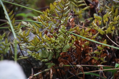Pellaea pteroides