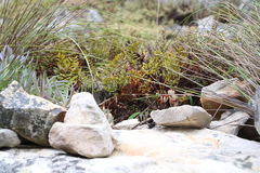 Pellaea pteroides