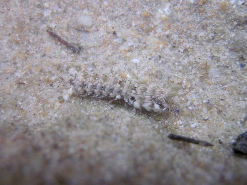 Gonodactylus chiragra
