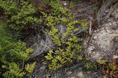 Pellaea pteroides
