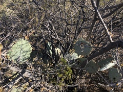 Opuntia dulcis