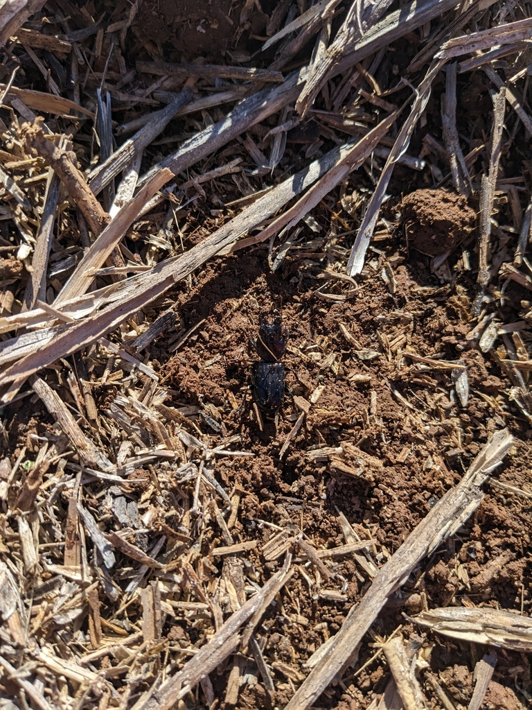 Geoscaptus laevissimus