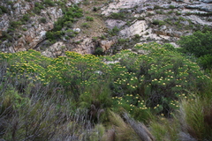 Hymenolepis