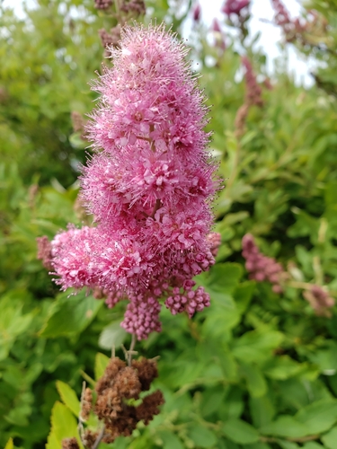 Spiraea douglasii
