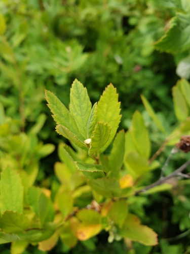 Spiraea douglasii