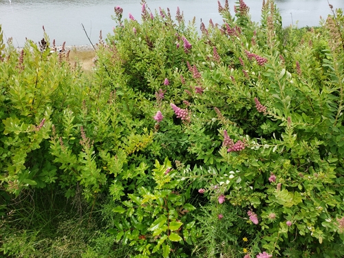 Spiraea douglasii