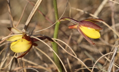 Eulophia hians inaequalis