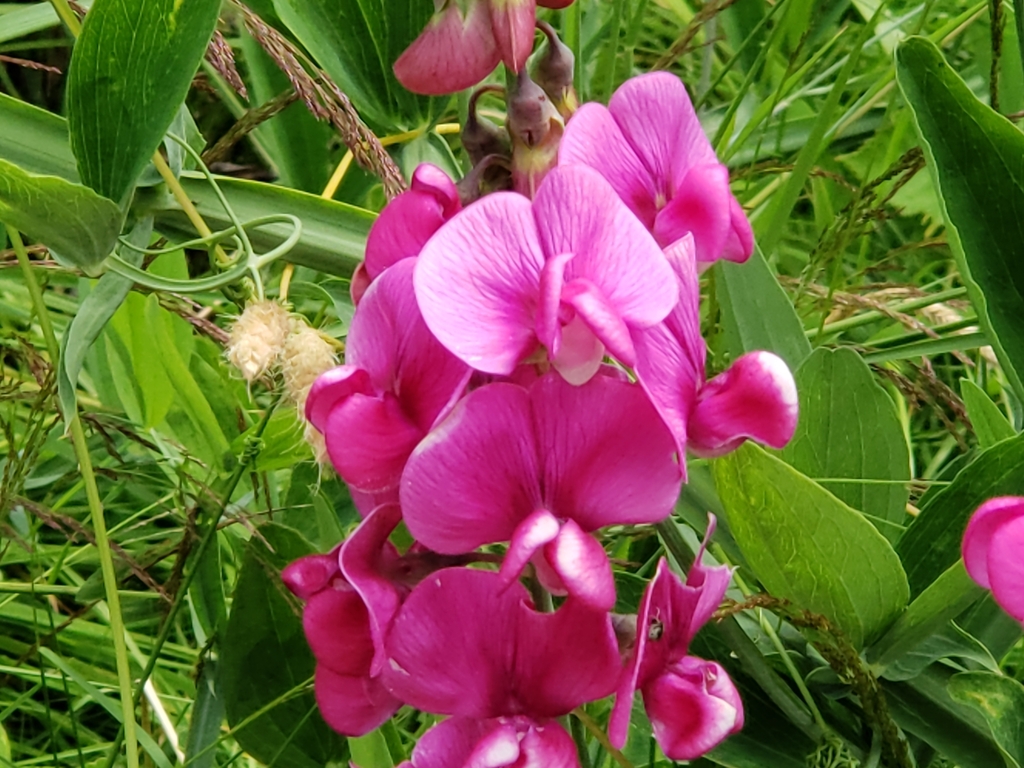 Lathyrus latifolius, Ridgefield National Wildlife Refuge, 28908 NW Main Ave- Carty Unit & 1071 S Hillhurst Rd.- River 'S' Unit, Ridgefield, WA 98642, USA