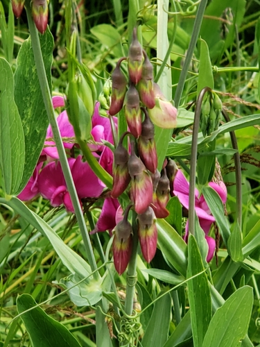 Lathyrus latifolius