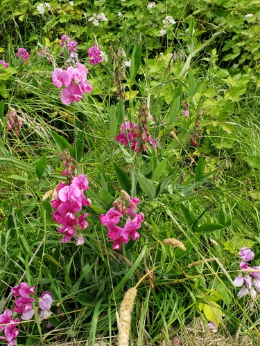 Lathyrus latifolius