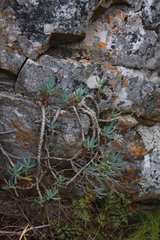 Curio crassulifolius