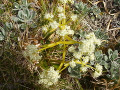 Aciphylla similis