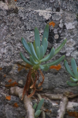 Curio crassulifolius