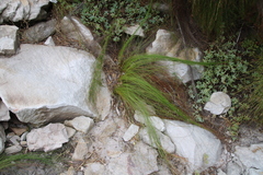 Ficinia acuminata