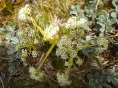 Aciphylla similis