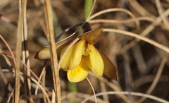 Eulophia hians inaequalis