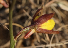 Eulophia hians inaequalis