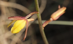 Eulophia hians inaequalis