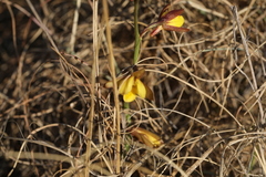 Eulophia hians inaequalis