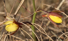 Eulophia hians inaequalis