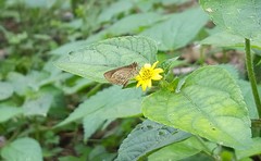 Callimormus interpunctata