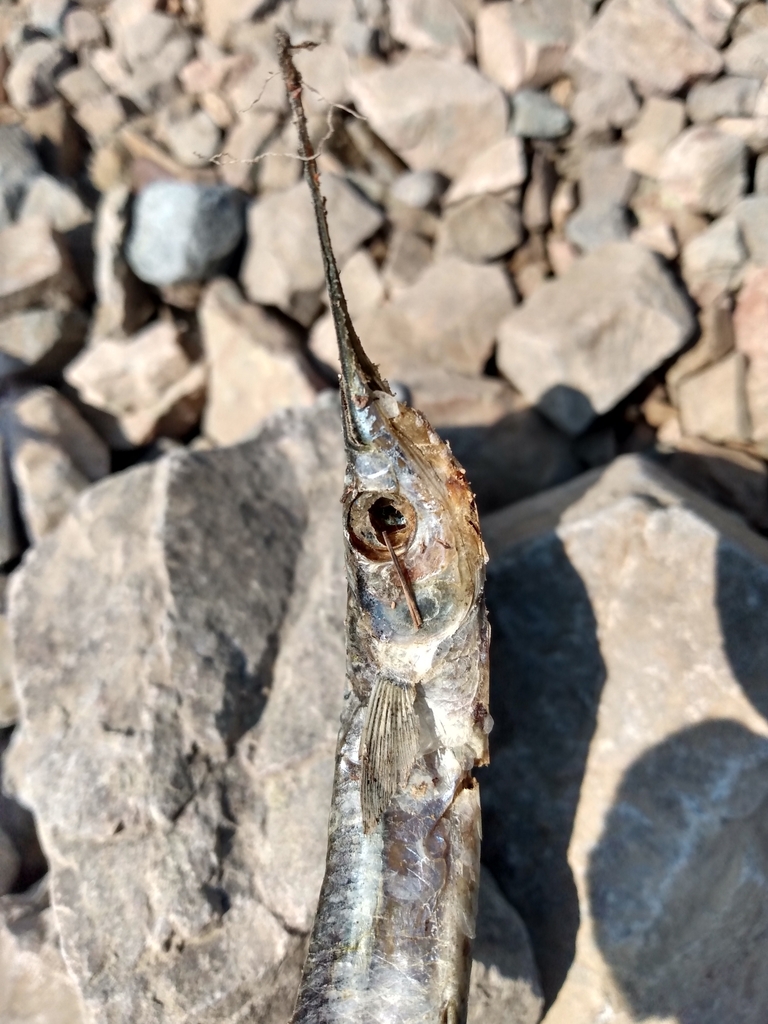 Pacific silverstripe halfbeak