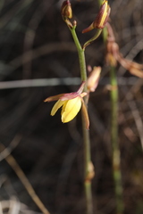 Eulophia hians inaequalis