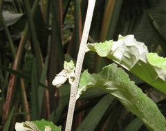 Attelabidae