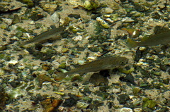 Kuhlia marginata