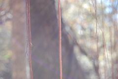 Vitis rotundifolia rotundifolia