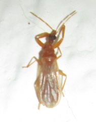 Enicocephalidae